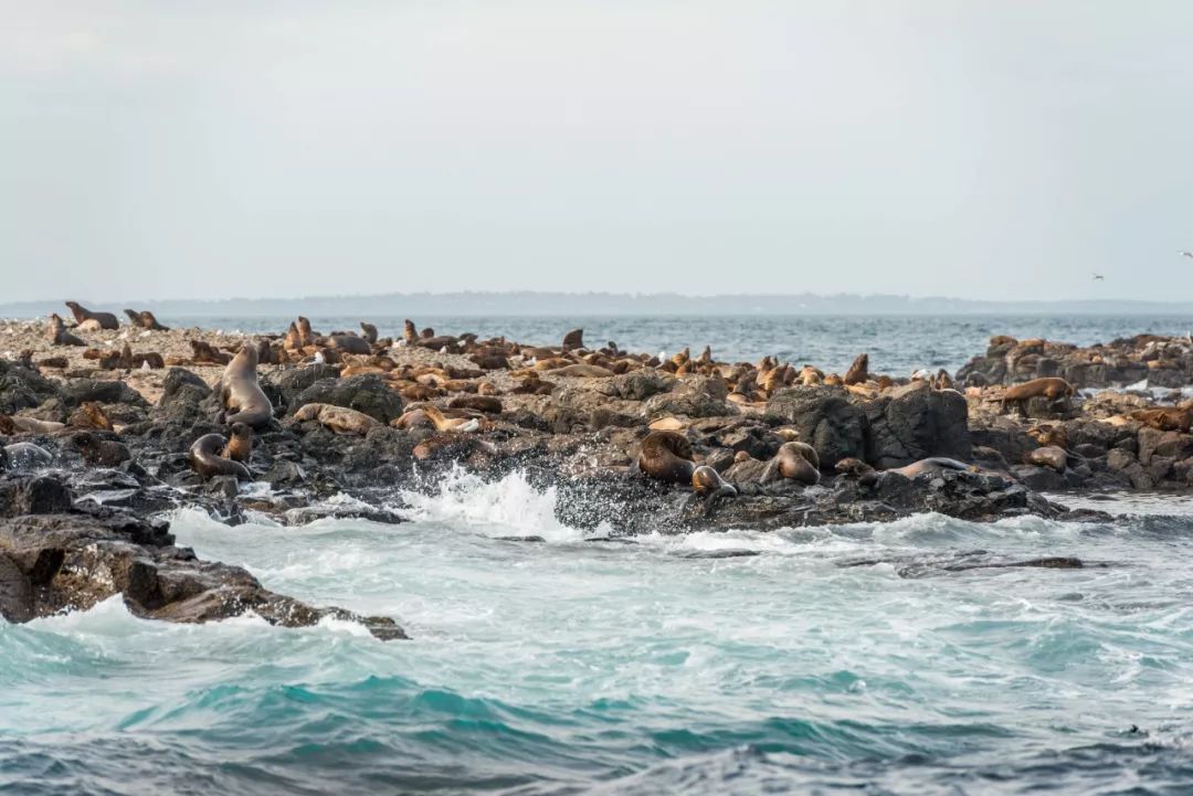 悉尼到阿德莱德自驾游,澳大利亚阿德莱德悉尼距离