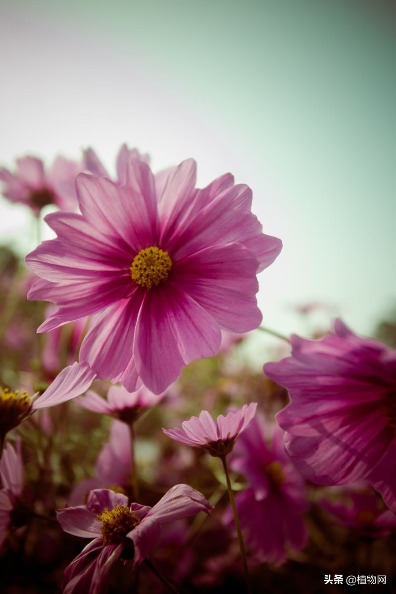 刚出来的波斯菊需要施肥吗,波斯菊不发芽是怎么回事