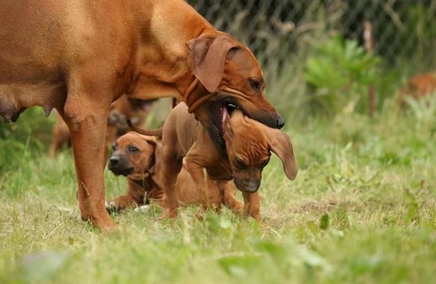 母狗下崽咬死小狗,母狗为什么咬死小狗