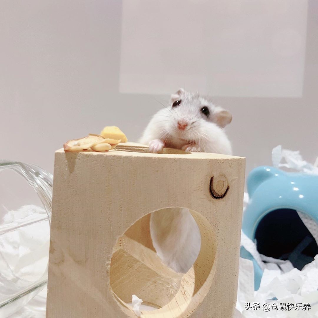 胆小仓鼠,仓鼠胆小一直躲在角落