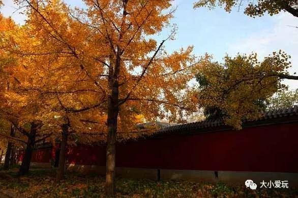 银杏北京打卡地,北京十大银杏观赏地图
