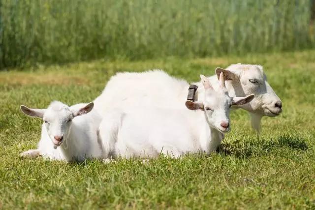 羊瘦弱的原因和解决方法,羊吃不下东西怎么办最有效的方法