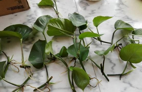 绿萝怎么样做才能好看呢,绿萝如何造型比较好看