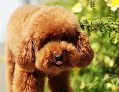 养泰迪犬是我这辈子最不后悔的事,饲养泰迪犬要记住7件事