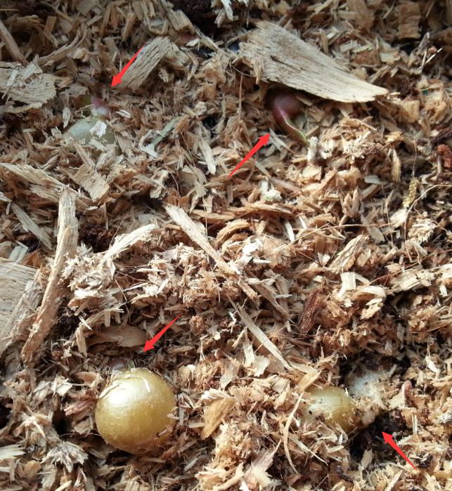 君子兰种子可以用椰糠培育吗,干透的君子兰种子怎样播种