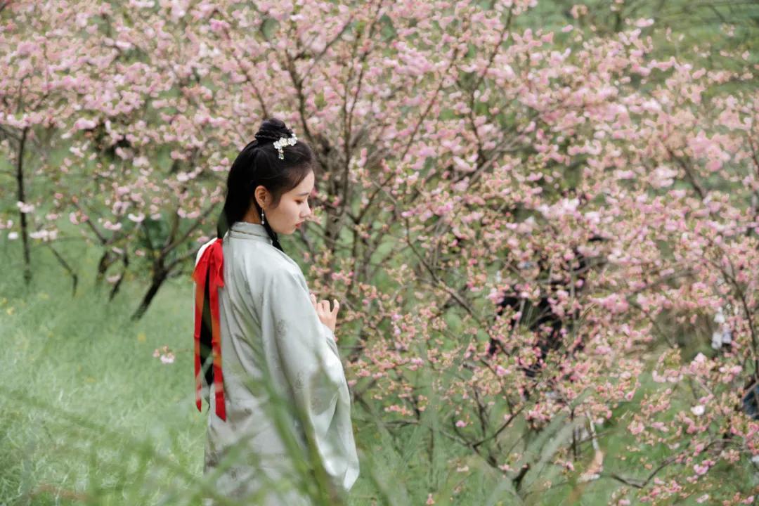 樱花烂漫时汉服少女,樱花烂漫时相遇