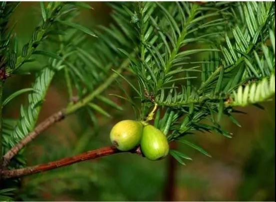 全国林草生物多样性保护成就展,林业生物多样性保护
