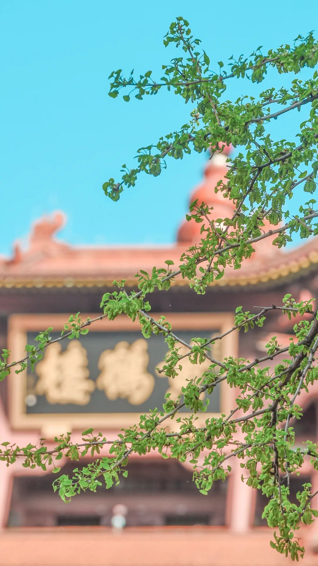 黄鹤楼细支神秘花园,黄鹤楼神秘花园