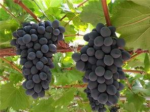 摩尔多瓦好吃吗,摩尔多瓦重要吗