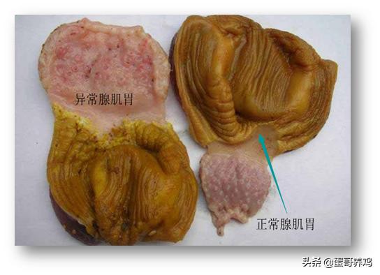 家禽剖检,家禽剖检的顺序和检查点