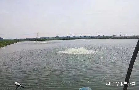 草鱼春季烂身怎么回事,鱼塘的草鱼烂身是什么病