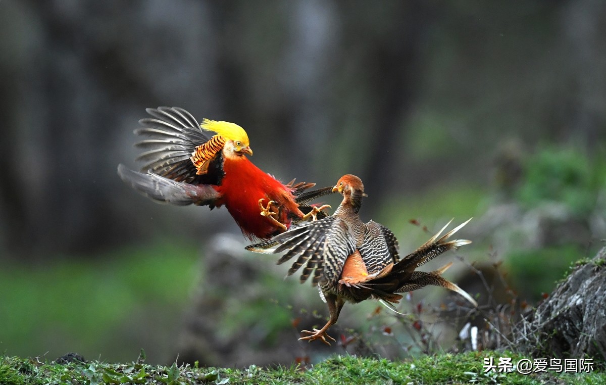 2020观鸟,观鸟大年影片