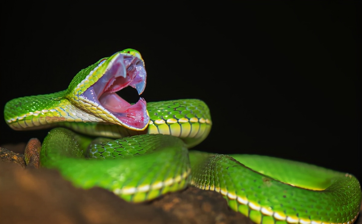 被竹叶青毒蛇咬了严重吗,小孩被竹叶青蛇咬伤