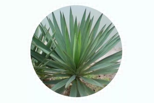 最实用猫抓板,如何挑选猫抓板