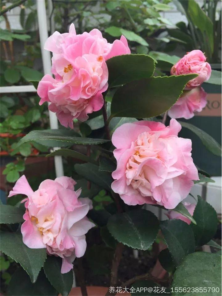 养花新手不知道养什么，就选这几种植物，轻松养爆盆