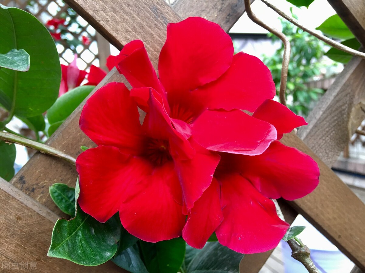 去花市买花千万别买这4种花,秋季花市卖得好的5种花