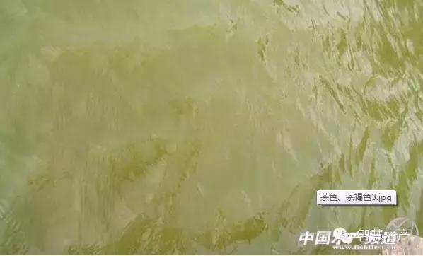 刚刚开始养殖对虾如何清理虾塘,对虾养殖ph值所反映的水质问题