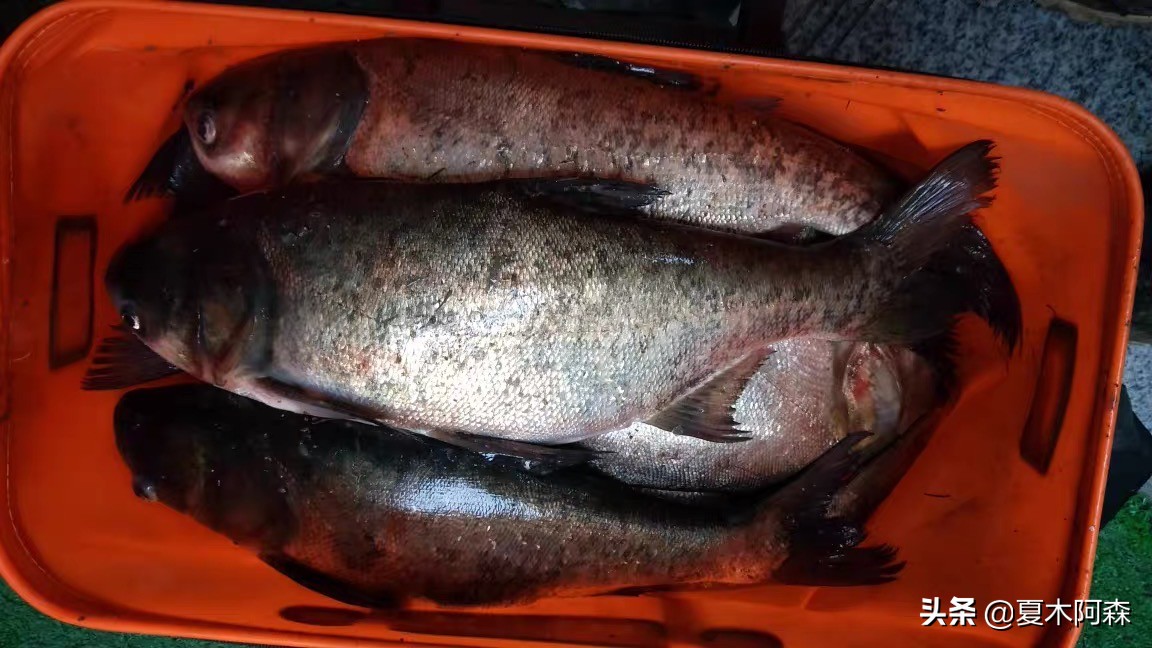 抛竿钓鲢鳙的正确方法,抛竿钓鲢鳙怎么操作