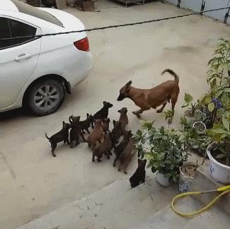 母狗一窝生太多奶水不够怎么办,母狗巨贵多大可以生第一胎