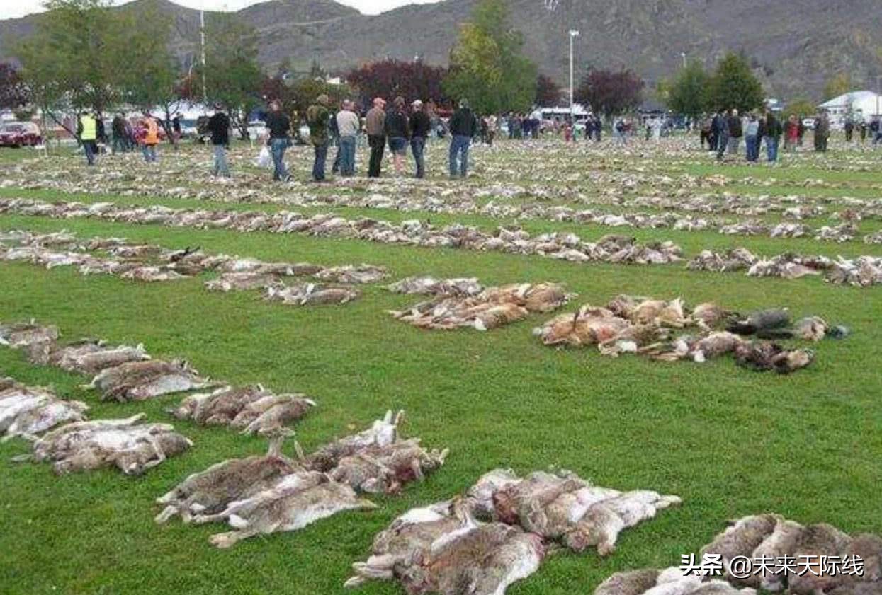 “人兔大战”澳洲完败，上百亿只野兔真的吃不完