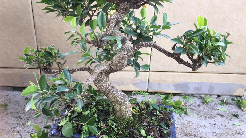 苹果盆景修剪技巧图解,新手也能学会的修剪盆景技巧