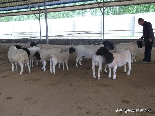 杜泊羊种羊价格多少钱,杜泊羊肉多少钱一斤