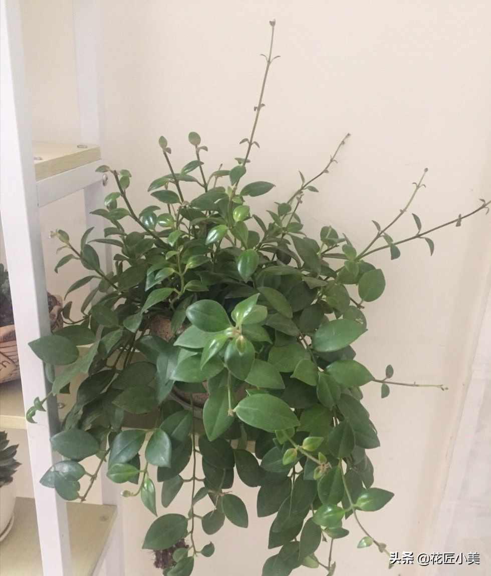 口红吊兰怎么养才能更旺盛视频,口红吊兰叶子发黄掉落是怎么回事