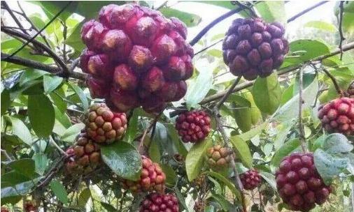 黑老虎亩产多少斤果,黑老虎亩产4000斤是真的吗