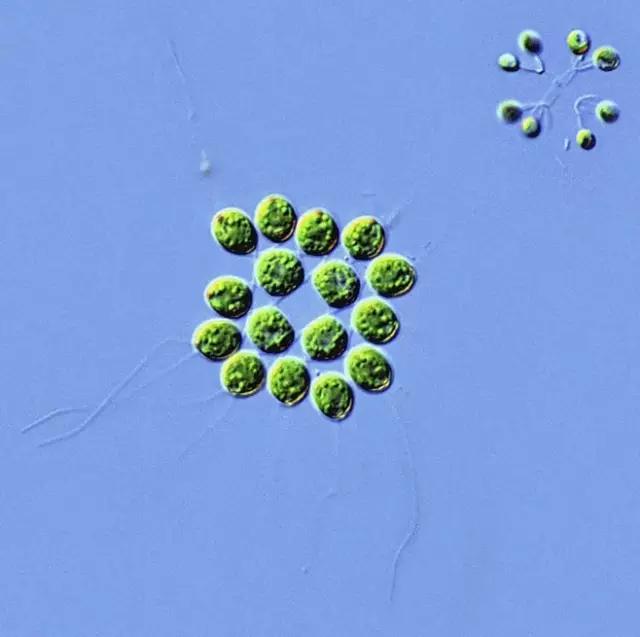 鱼类水产养殖需要哪些藻类,水产养殖显微镜下各种藻类