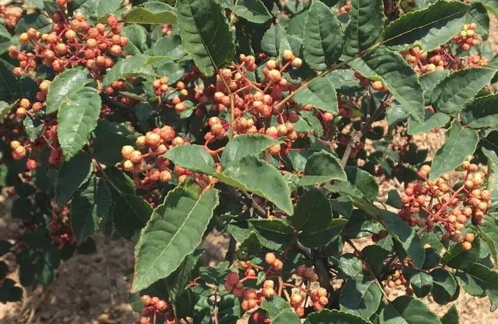 刺椒与黄芪复合种植，种植户需记住这些管理方法，及病虫害防治