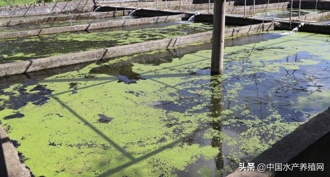 利润丰厚!65元/斤的光唇鱼,工程商瞄准商机,返乡跨界养7年鱼