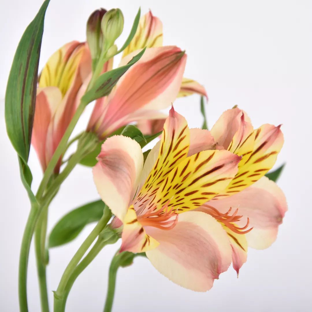 过年家里必摆的九道菜,过年家里摆的喜庆的物件