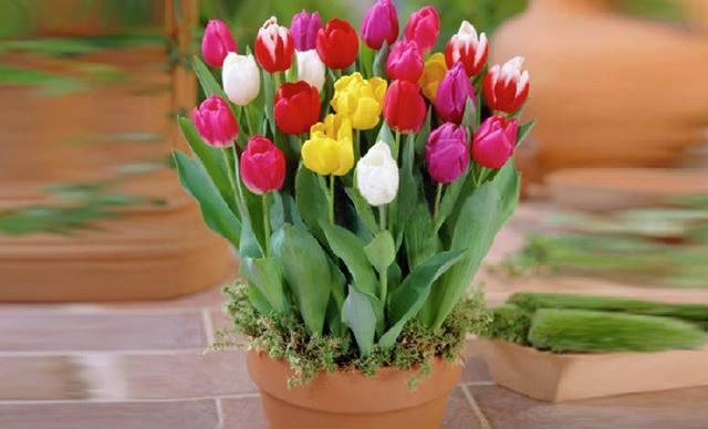 无土盆栽郁金香的方法及注意事项,盆栽郁金香注意事项