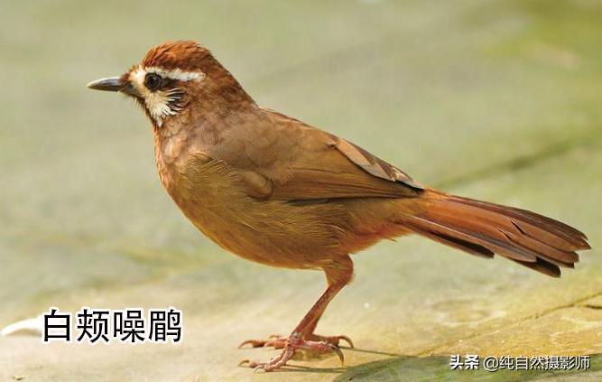 画眉品种有哪些,画眉科的鸟类大全