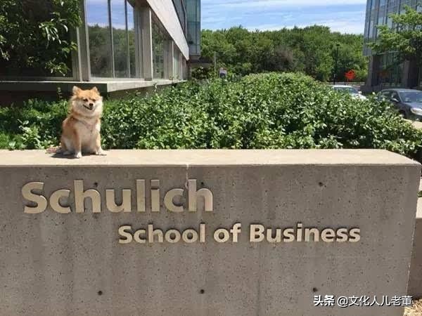 约克大学舒立克商学院是什么档次,约克舒立克商学院排名