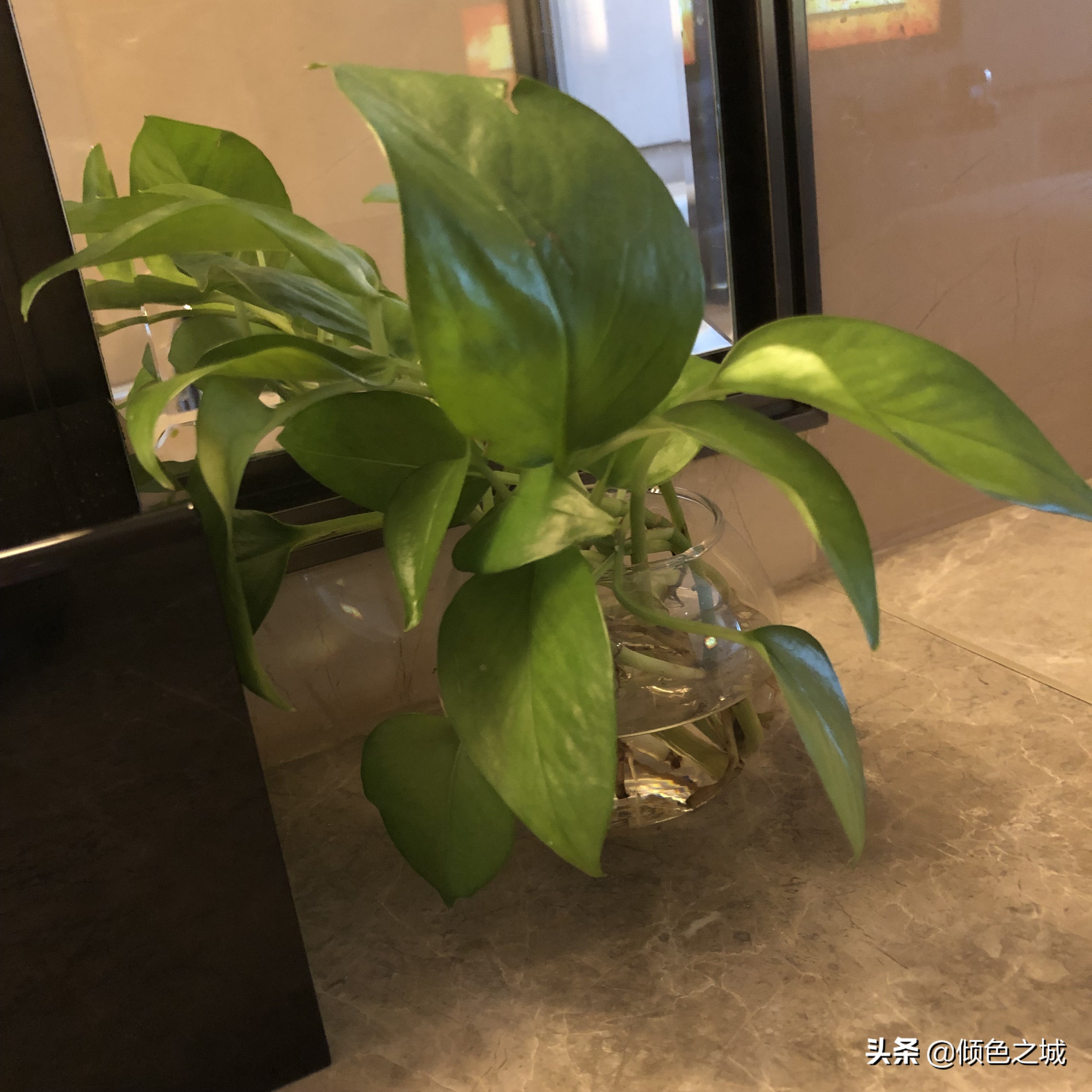 厦门海沧正元希尔顿逸林套房,厦门希尔顿逸林酒店附近的海