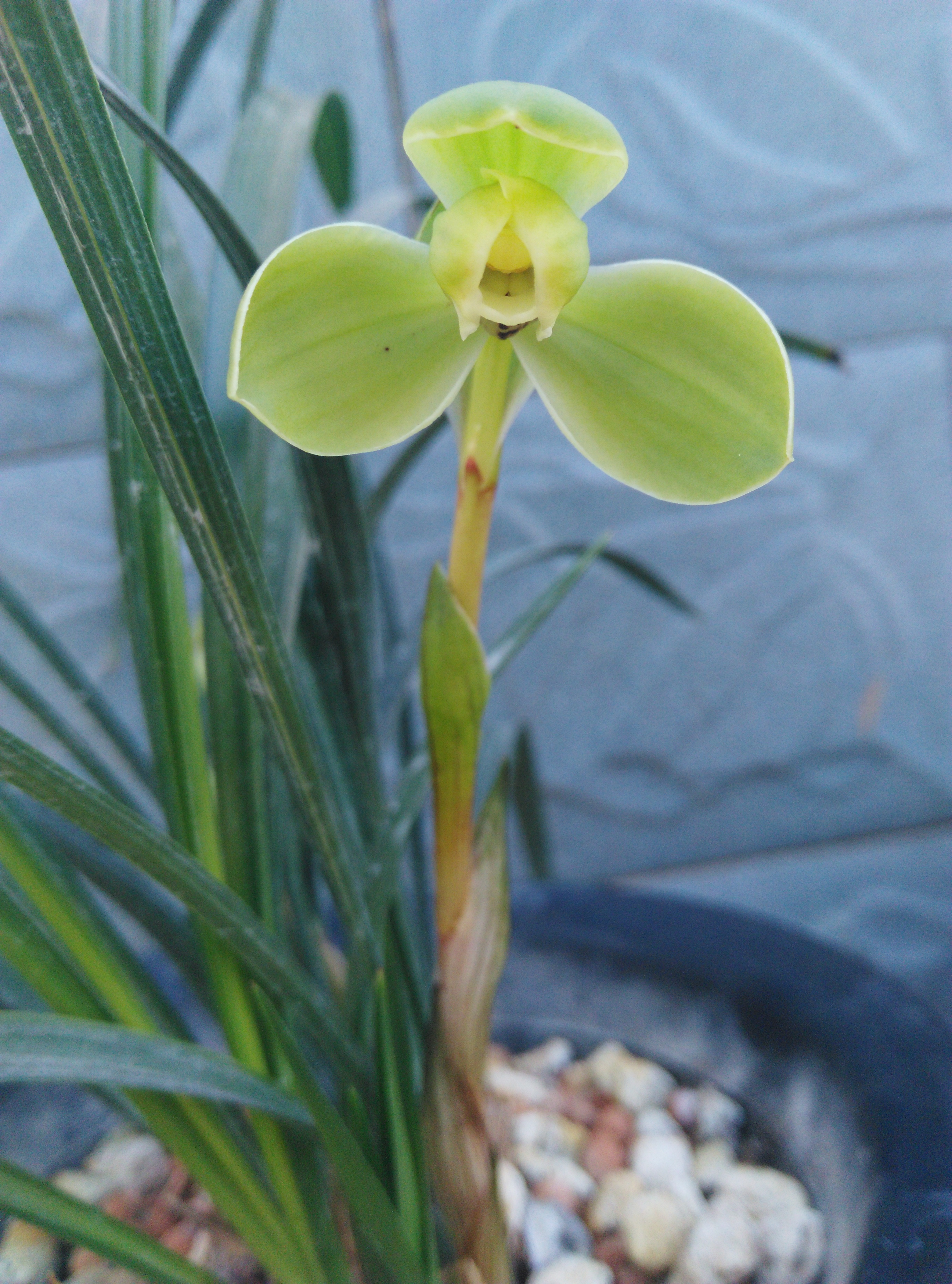 八年前，他借钱投资精品兰花，谁知后来兰市风向转变，他血本无归