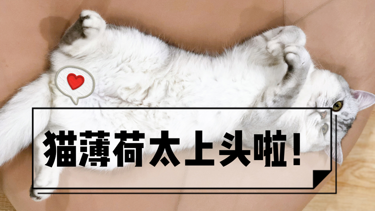 猫薄荷祸害黑猫,猫薄荷谣言