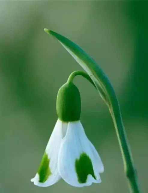 世界顶级奇花异卉,100种奇花异草图