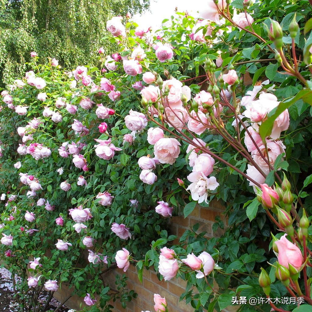 新手月季种植手册，牢记这6点，不死苗、开花多。新手收藏备用