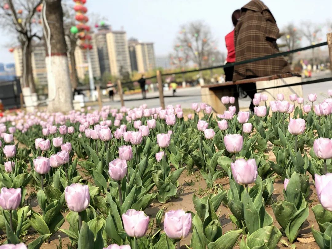 太美了花海随拍,咸阳郁金香在哪
