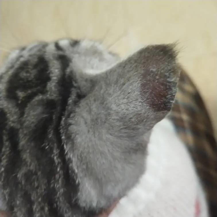 猫咪眼内角秃一块是怎么回事,猫咪新手入门必知常识有哪些