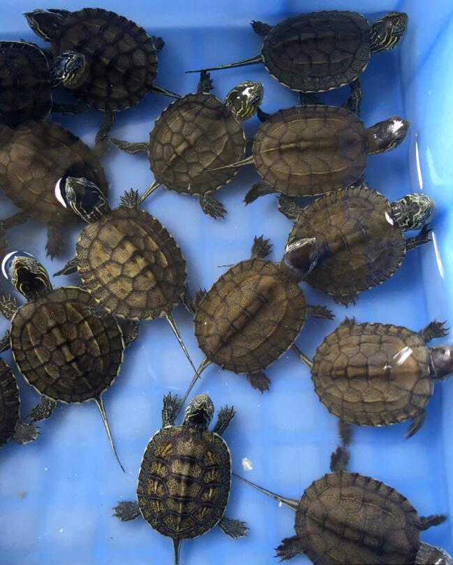 养龟需要给鱼缸消毒么,养龟需要下盐吗