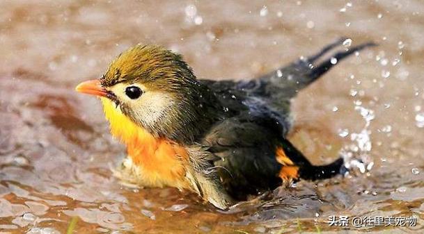 小鸟生病了怎么治疗最快,宠物鸟生病了怎么治