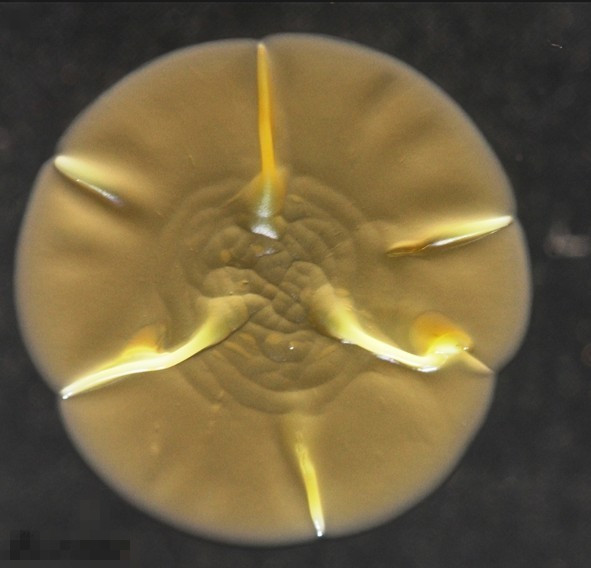 土壤病害最佳解决方法,土壤管理的目的是什么