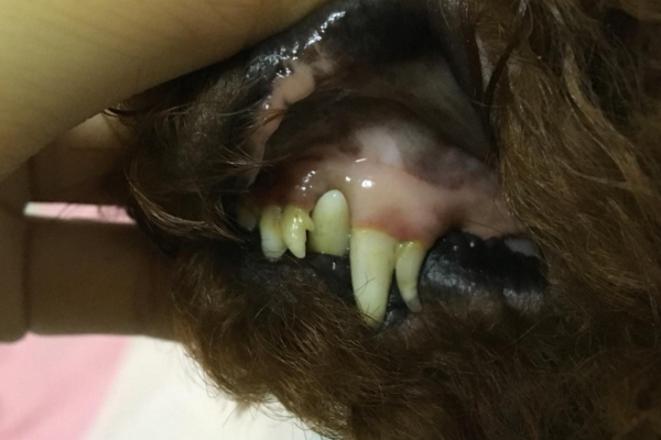 狗狗长双排牙还能自己掉吗,狗狗双排牙治疗
