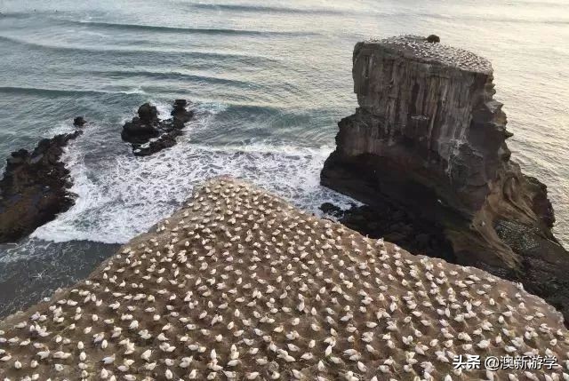 新西兰游学冬令营两周费用,新西兰游学团推荐