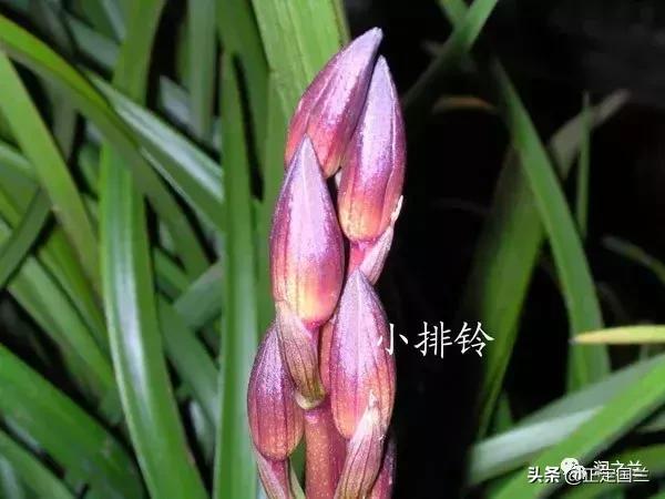 兰花知识大全100种,兰花鉴赏术语100条