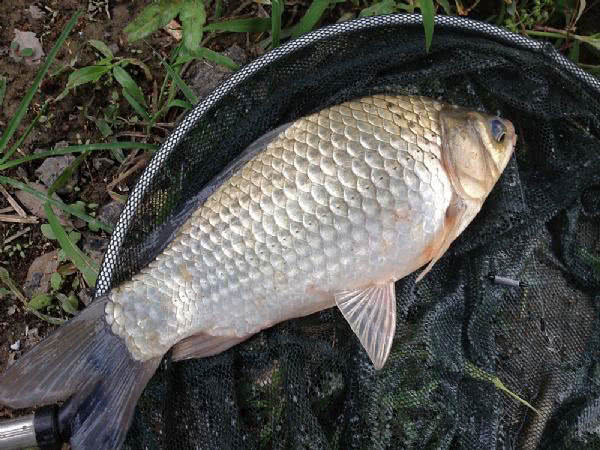 白鲫是白甲鲫鱼吗,白鲫钓大鲫鱼视频