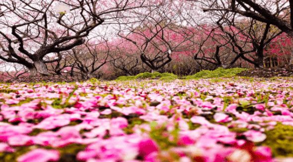 东方绿舟开放时间,东方绿舟重新开放消息